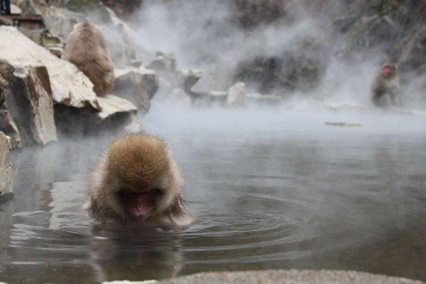 Snow Monkeys Snow Monkeys reflecting near Nozawa Onsen
