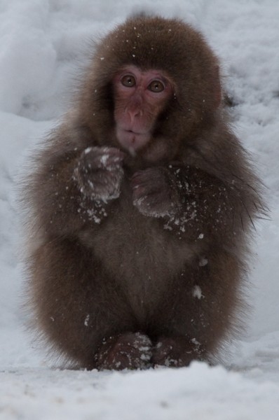 Cute Snow Monkeys