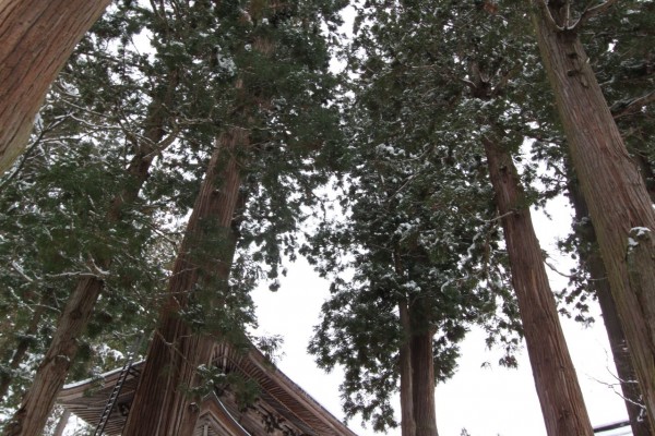 Cant see the Temple for the Trees Nozawa Onsen